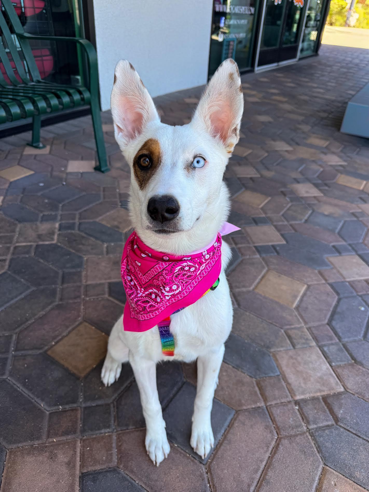 Finra, adopted, Young Female Shepherd.