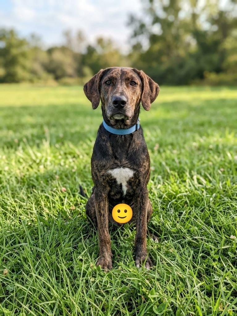 Forest, Adoptable, Puppy Male Hound & Labrador Retriever.