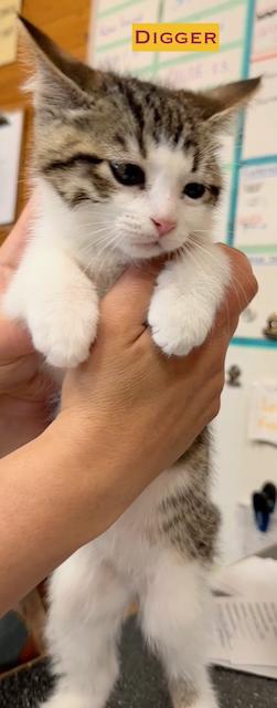 KITTENS
