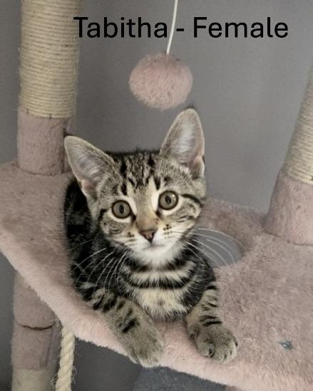 KITTENS