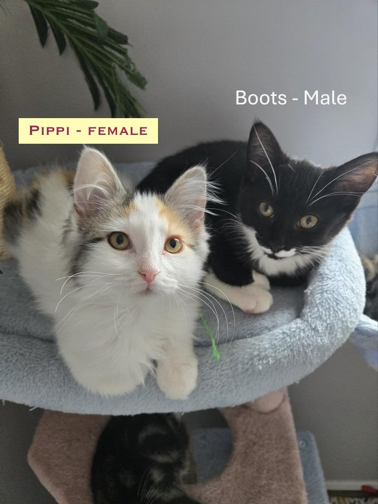 KITTENS