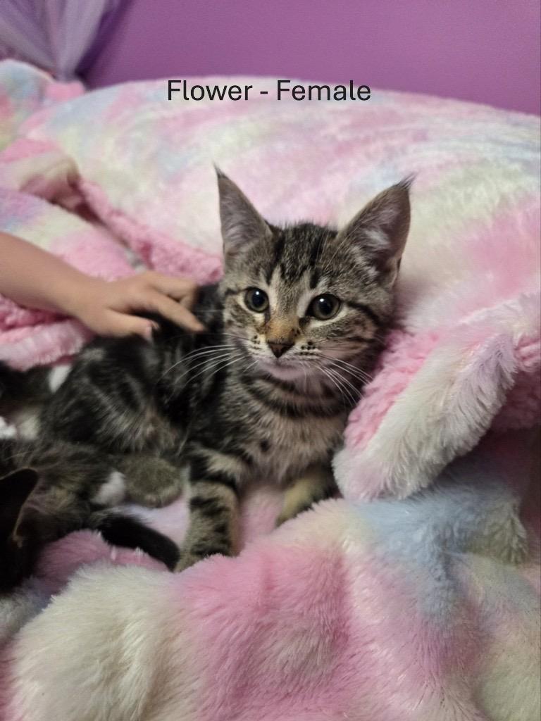 KITTENS