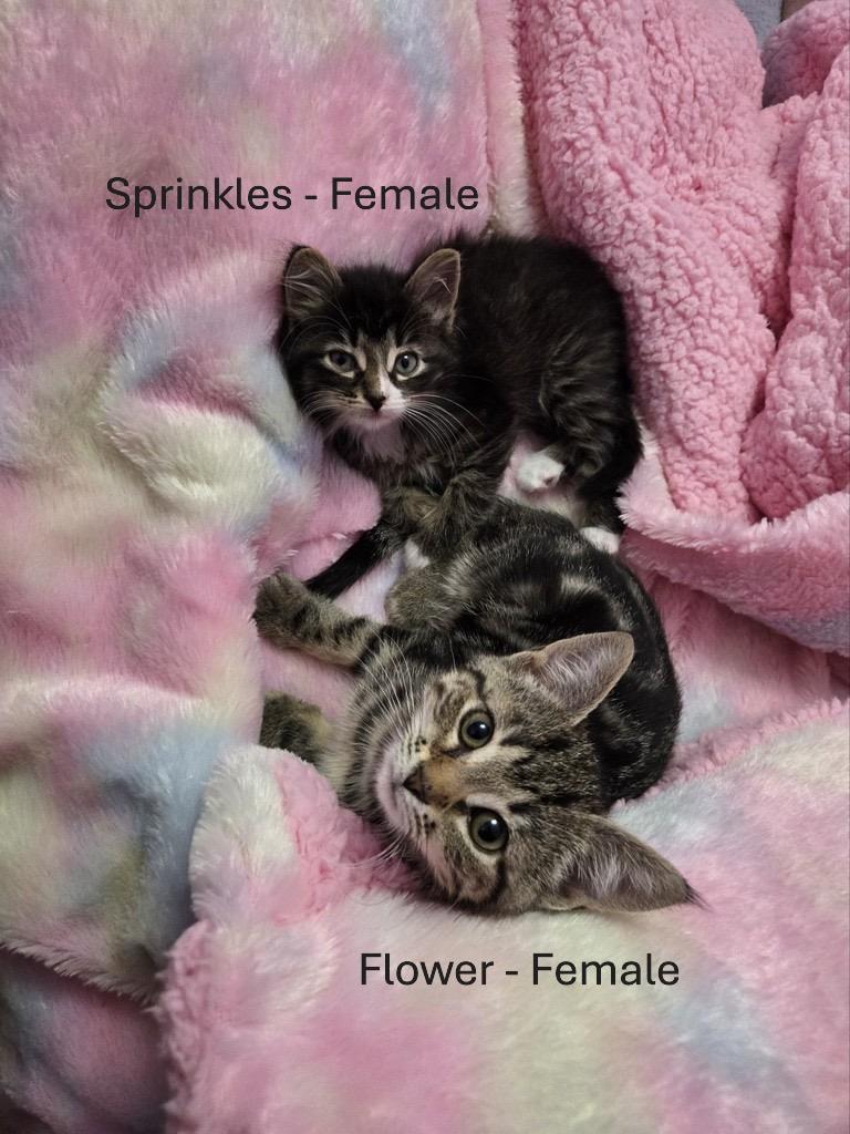KITTENS