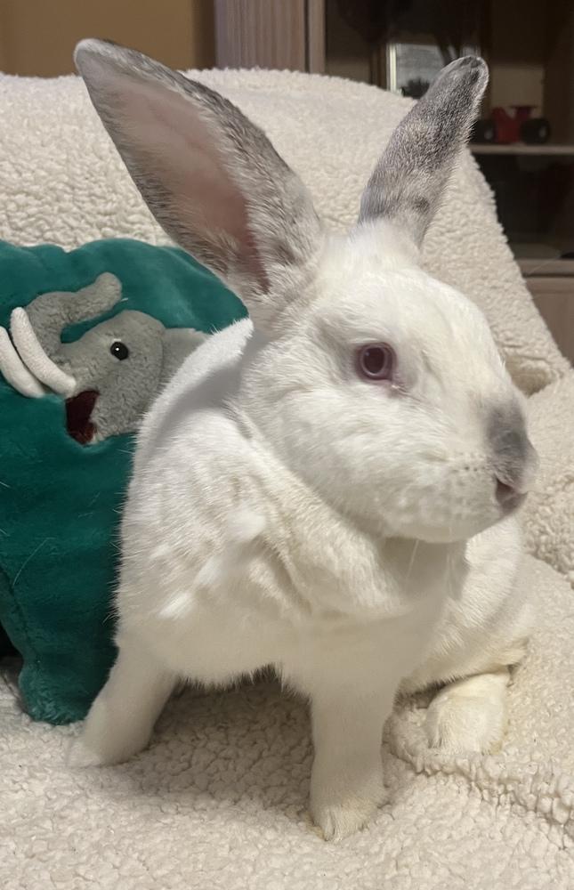 Bianca, Adoptable, Young Female Californian.
