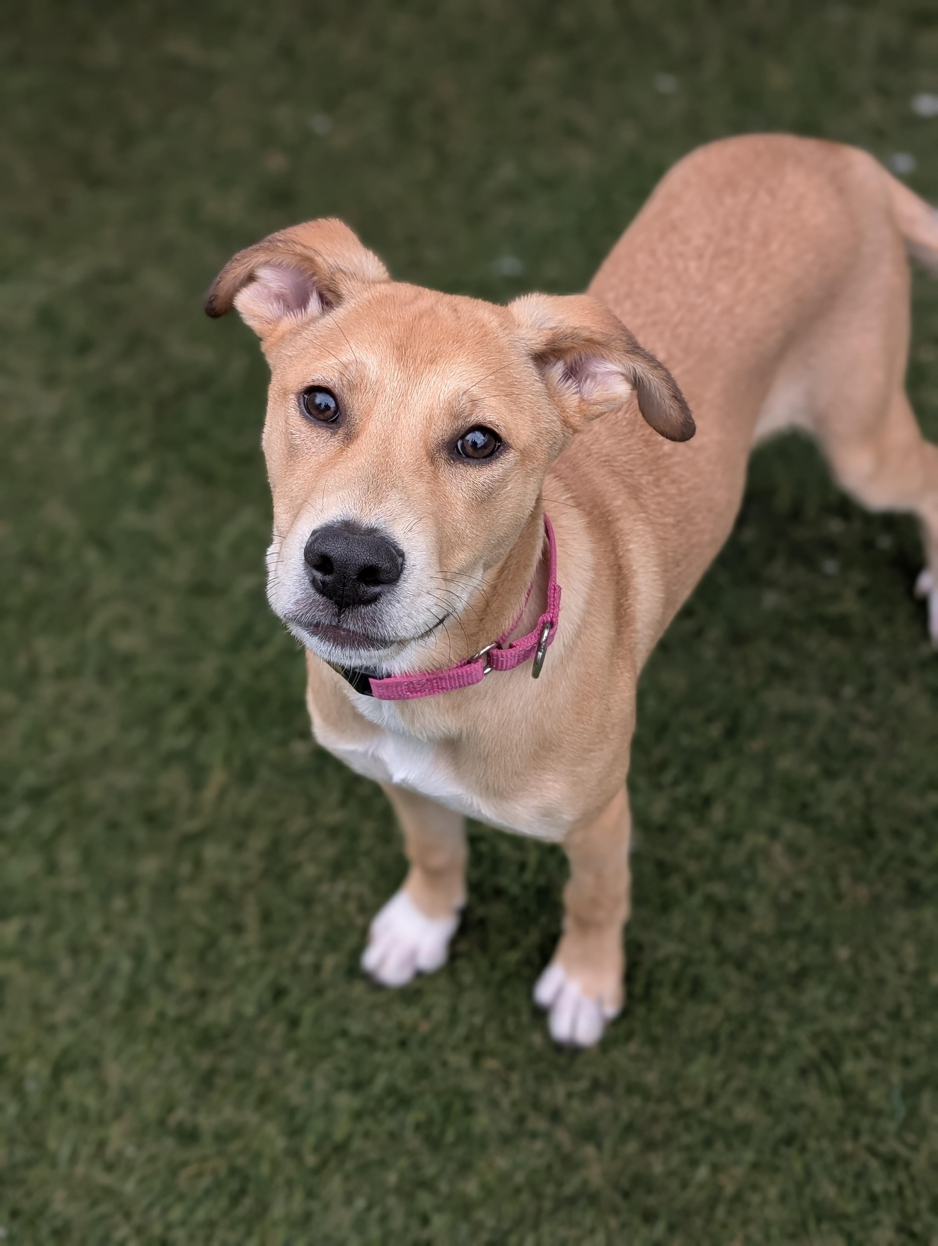 Enlarge Ellie, a ADOPTABLE mixed breed in Sudbury, MA image 2/3