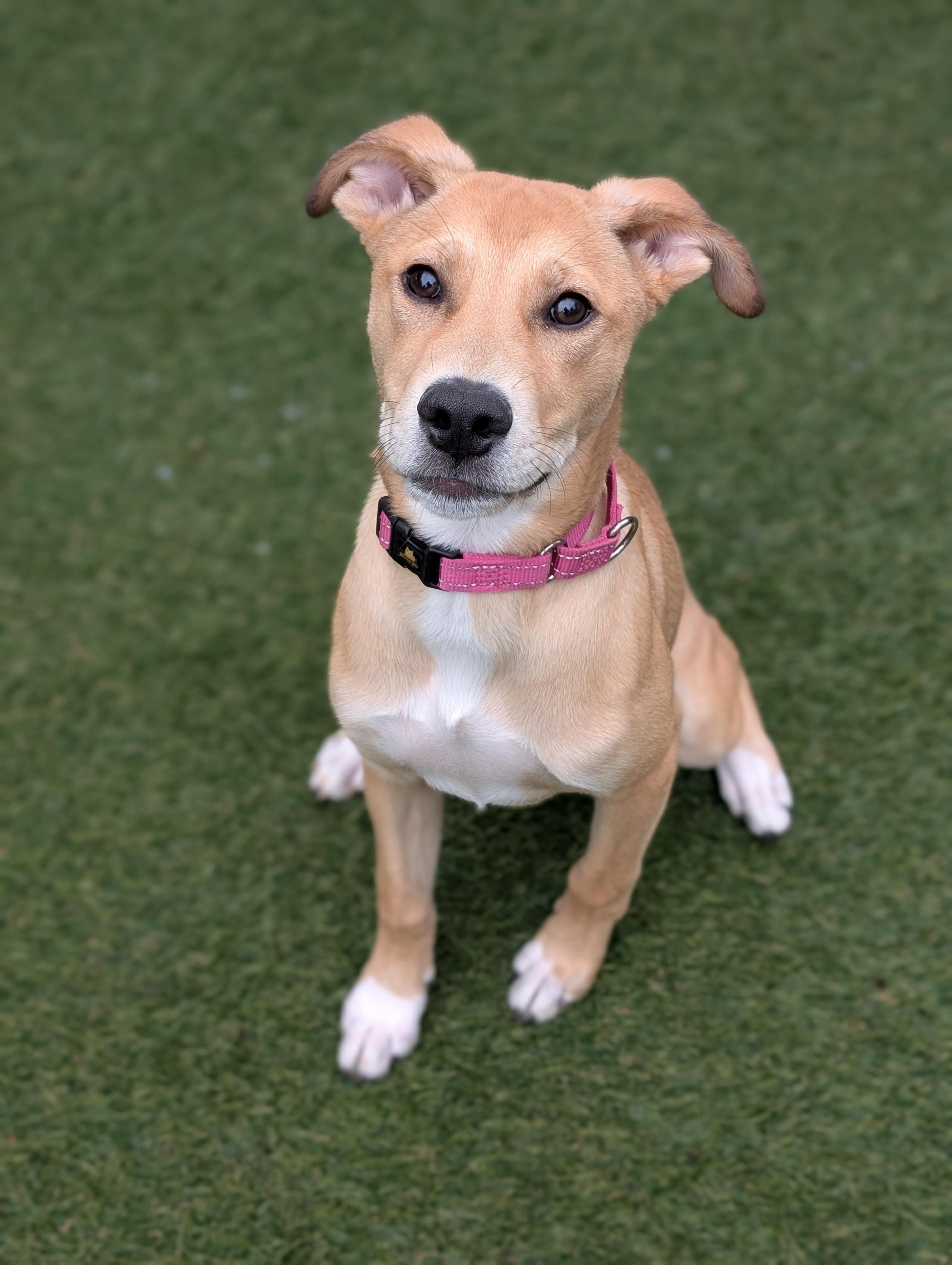 Ellie, ADOPTABLE, Puppy Female Mixed Breed & Yellow Labrador Retriever.
