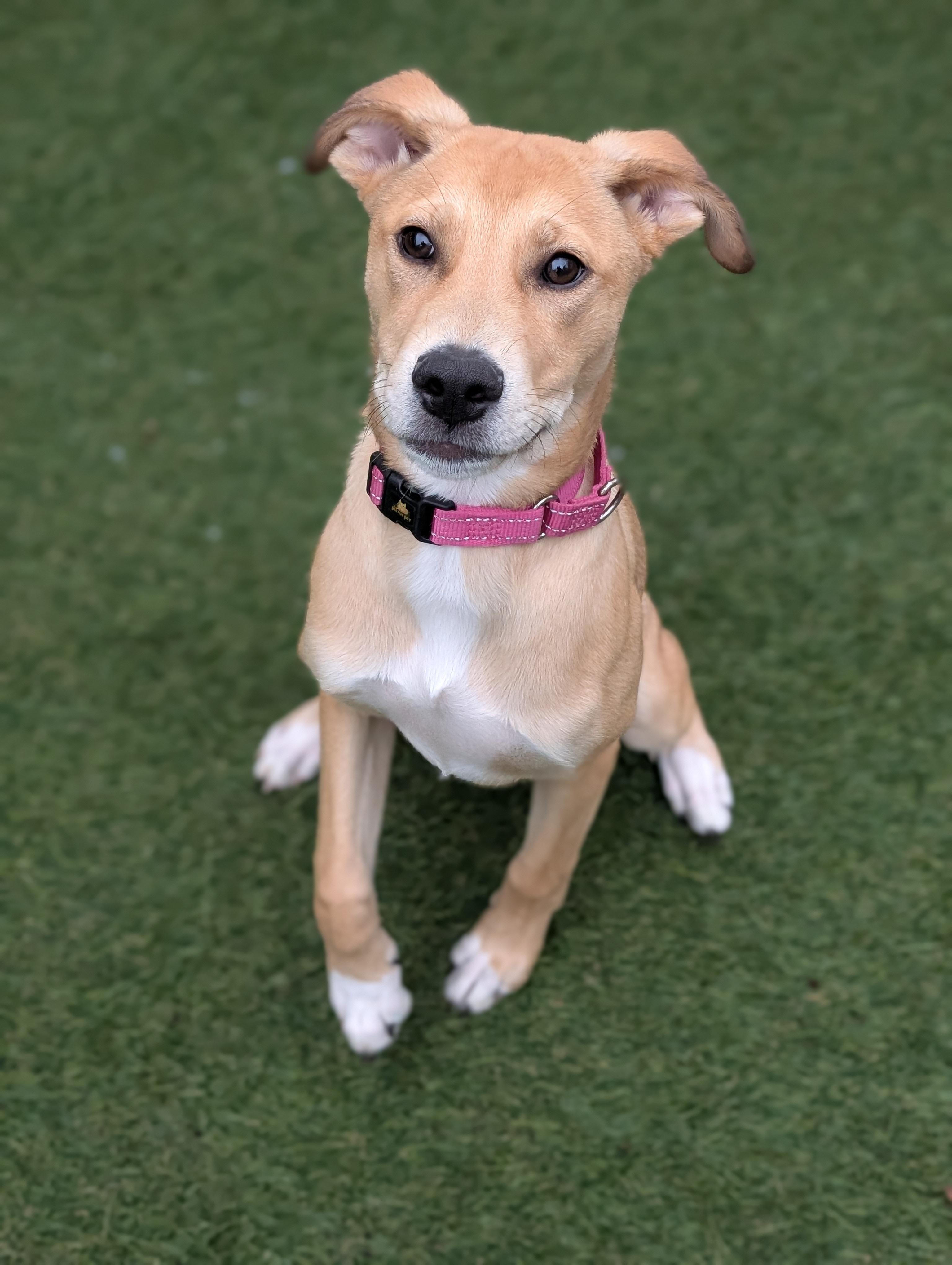 Enlarge Ellie, a ADOPTABLE mixed breed in Sudbury, MA image 3/3