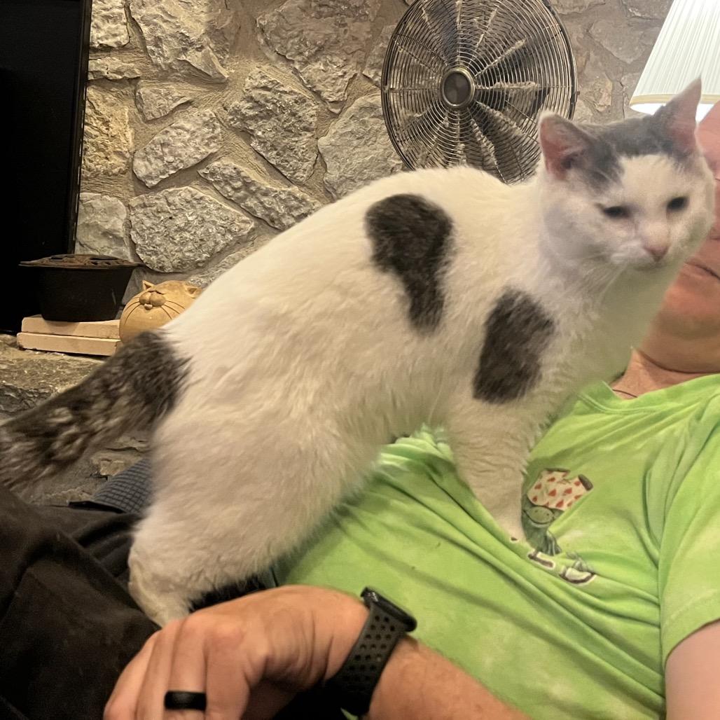 Enlarge Ambrose, a Adopted Domestic Short Hair in Greenfield, IN image 1/6