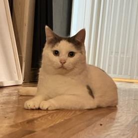 Enlarge Ambrose, a Adopted Domestic Short Hair in Greenfield, IN image 2/6