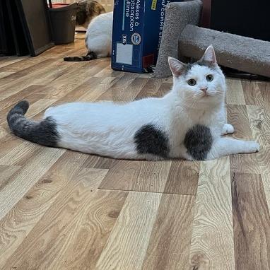 Enlarge Ambrose, a Adopted Domestic Short Hair in Greenfield, IN image 3/6