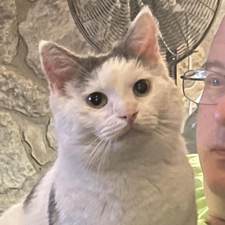 Enlarge Ambrose, a Adopted Domestic Short Hair in Greenfield, IN image 4/6