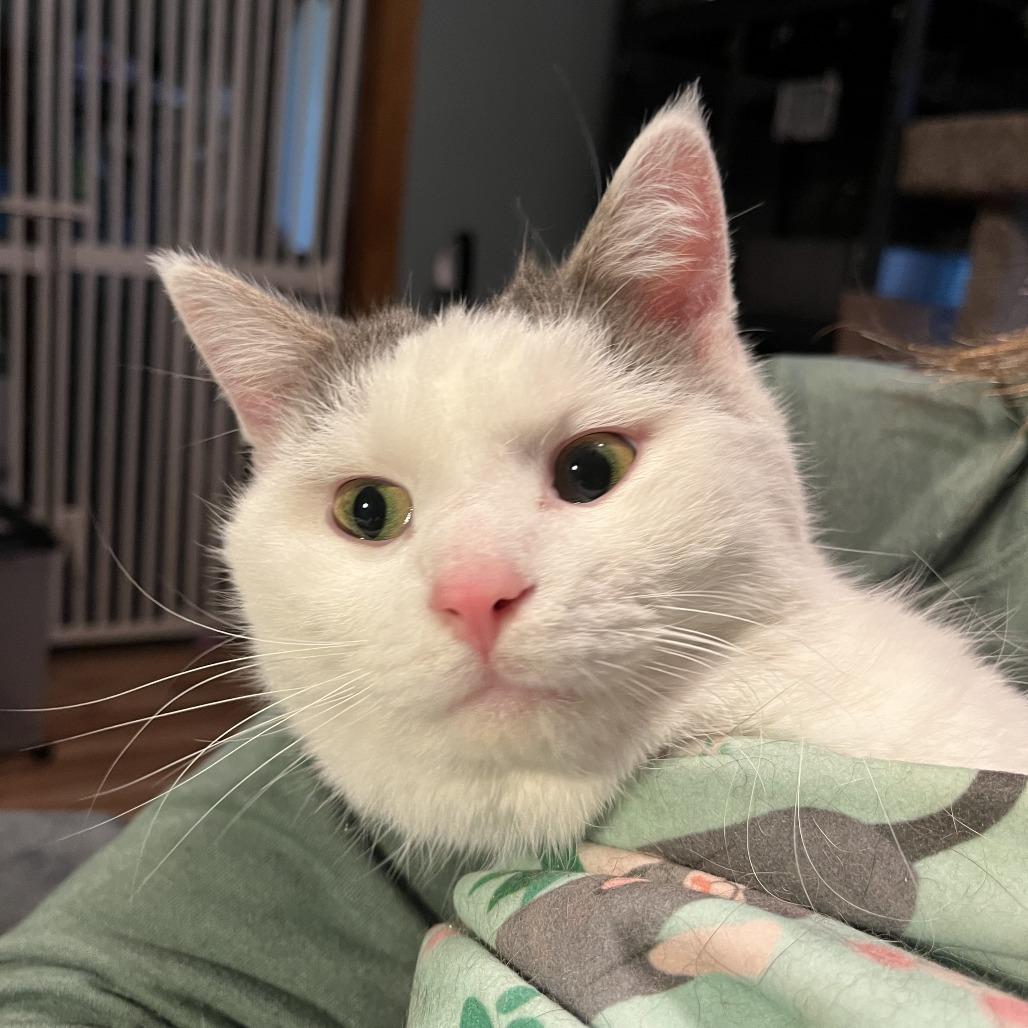 Enlarge Ambrose, a Adopted Domestic Short Hair in Greenfield, IN image 5/6