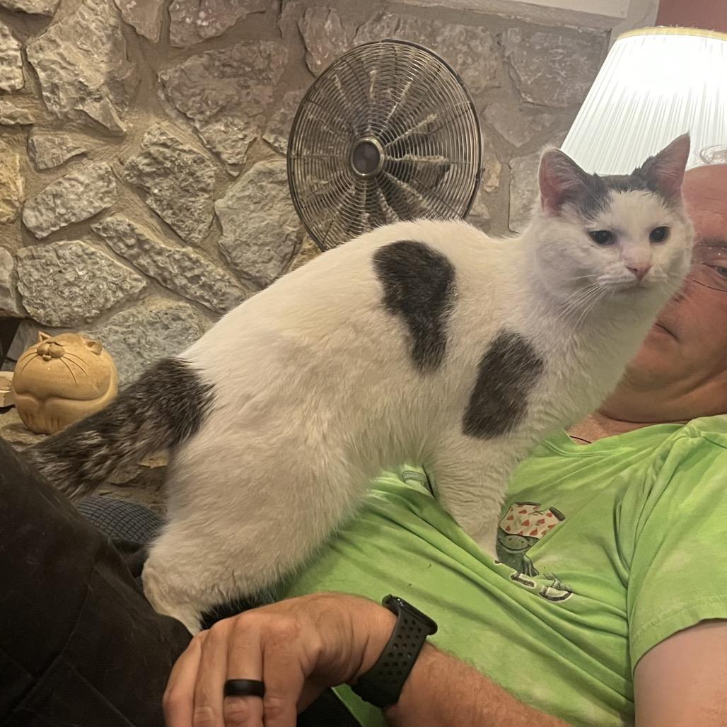 Enlarge Ambrose, a Adopted Domestic Short Hair in Greenfield, IN image 6/6