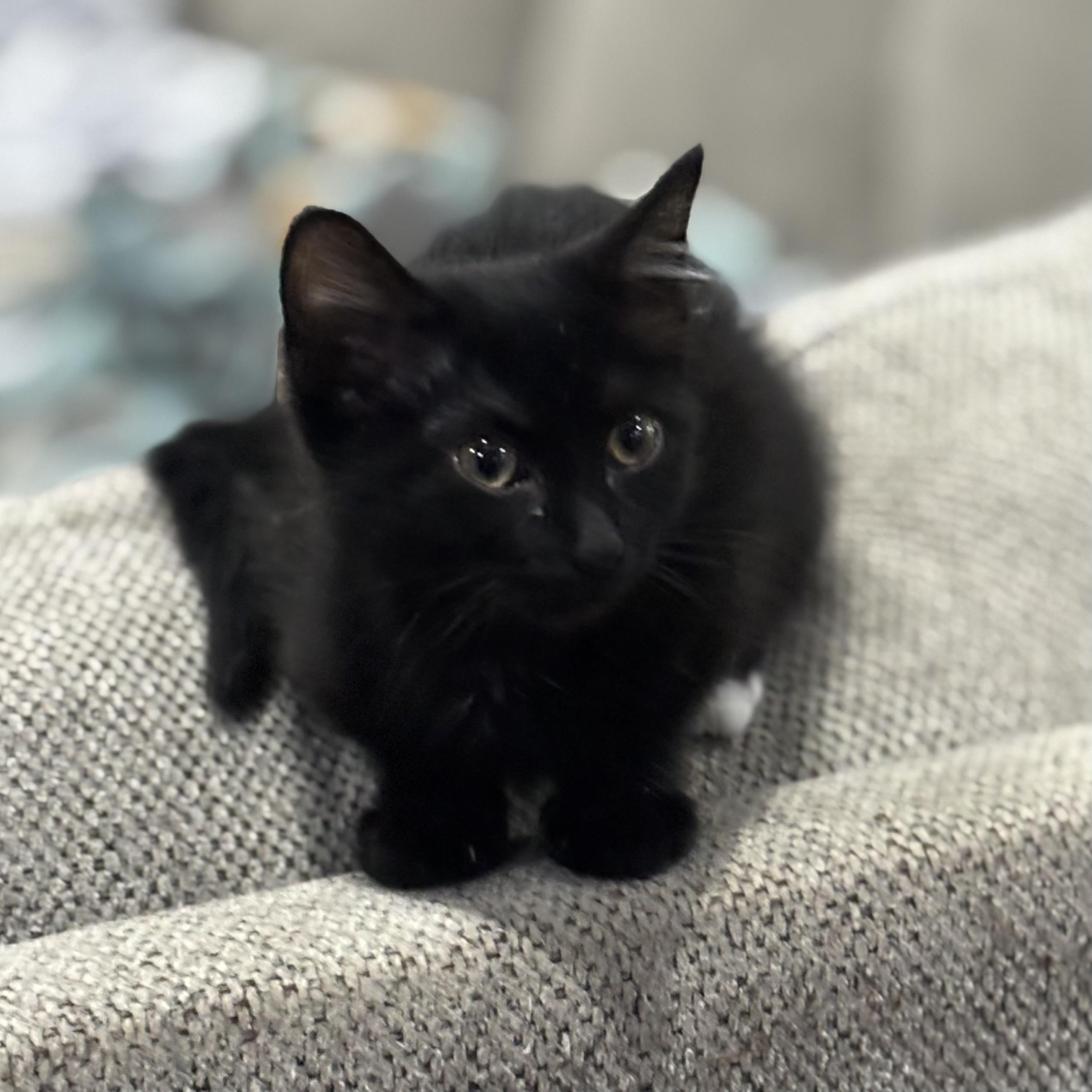 Boombox, a Adoptable Domestic Short Hair in Bentonville, AR image 1/2