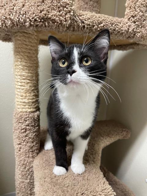 Cody, Adoptable, Kitten Male Domestic Short Hair.