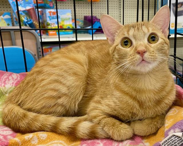 Enlarge Teddy, a Adopted Domestic Short Hair in Holmdel, NJ image 1/1