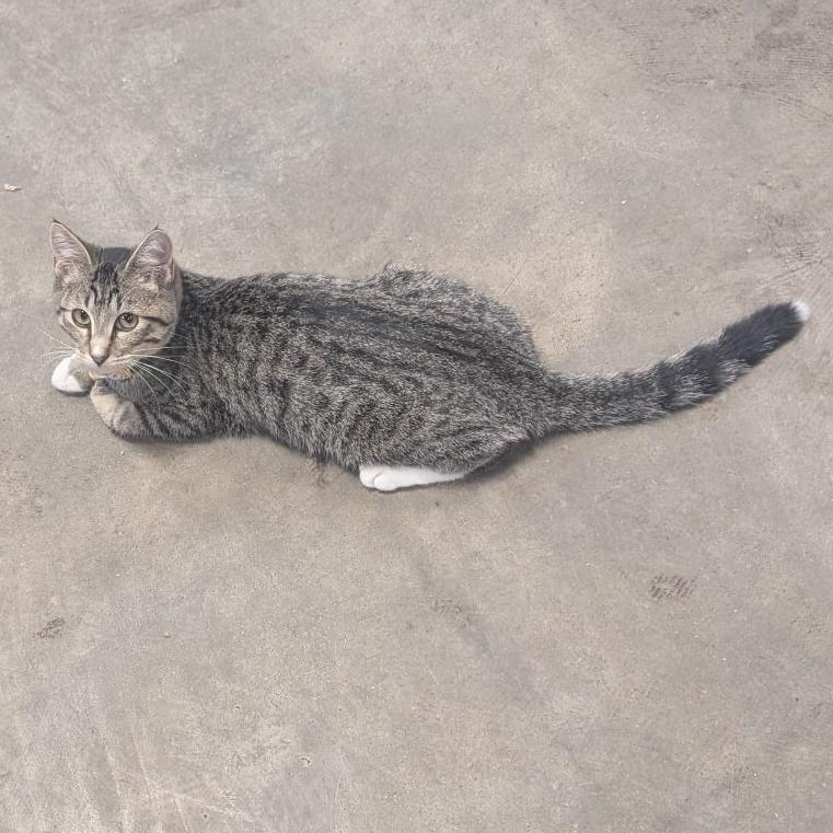 Six, Adoptable, Kitten Female Domestic Short Hair.