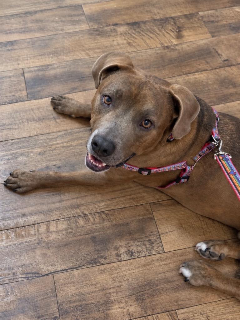 Peanut, Adoptable, Young Male Pit Bull Terrier & Labrador Retriever.