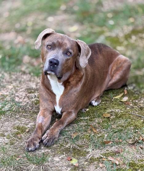 Enlarge Peanut, a Adoptable mixed breed in Princeton, MA image 2/6