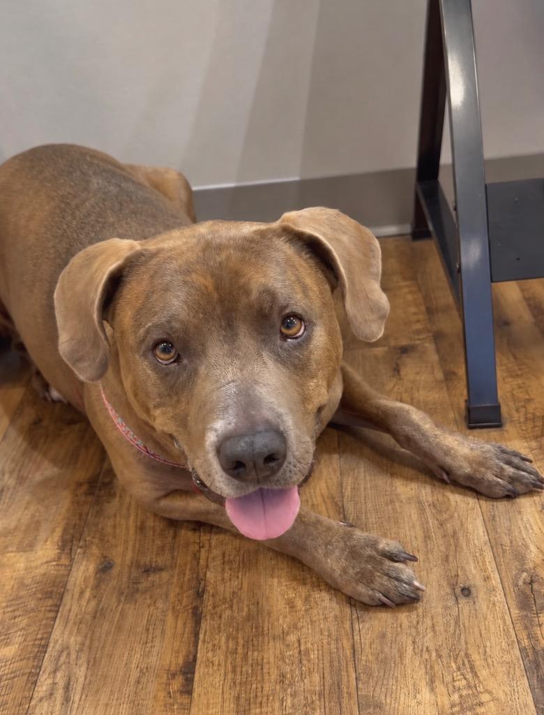 Enlarge Peanut, a Adoptable mixed breed in Princeton, MA image 5/6