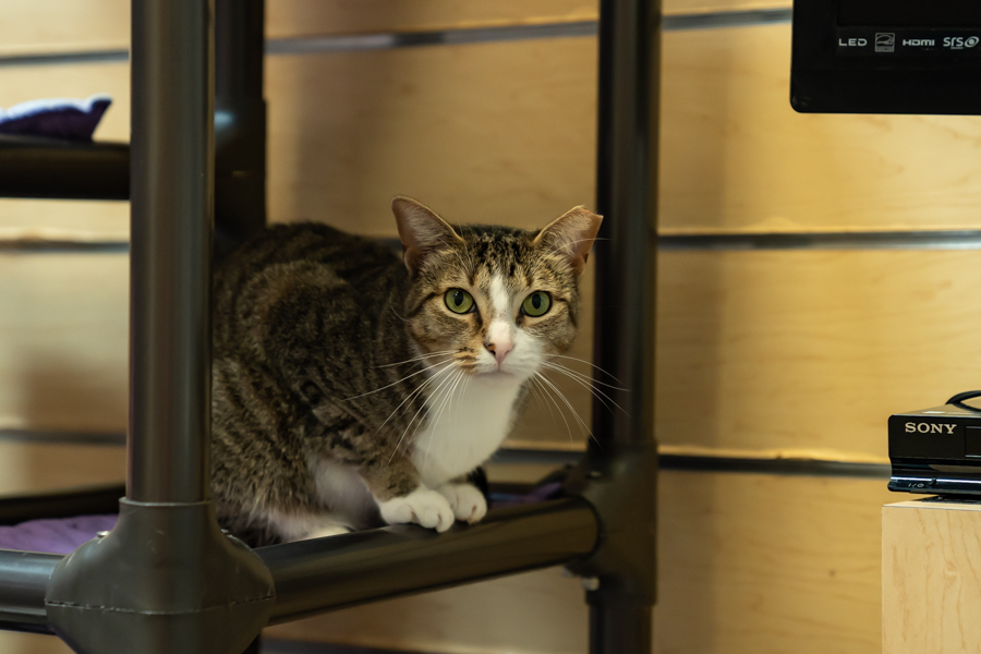 Marcy, Adoptable, Adult Female Domestic Short Hair.