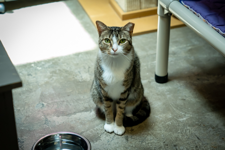 Marcy, Adoptable, Adult Female Domestic Short Hair.