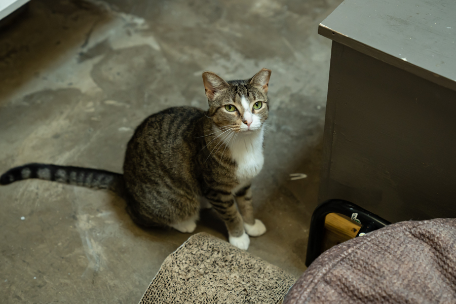 Marcy, a Adoptable mixed breed in Houston, TX image 5/10