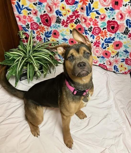 Kira, ADOPTABLE, Adult Female Boxer.