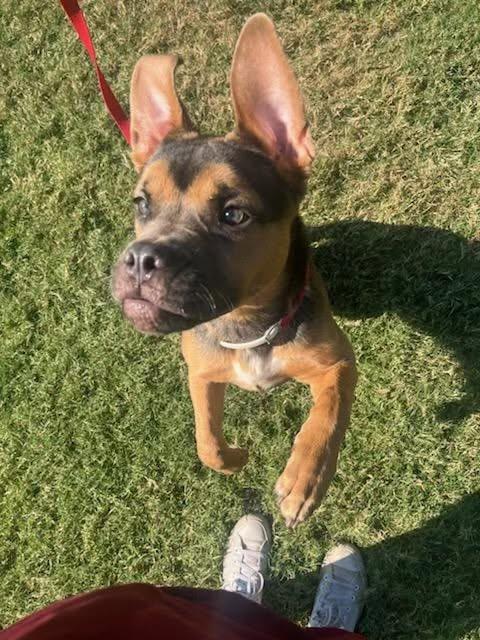 Kira, a ADOPTABLE mixed breed in Yukon, OK image 2/2