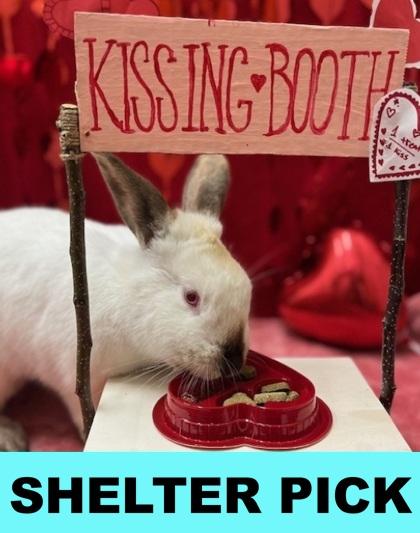 Clarice, Adoptable, Young Female Californian & Californian.