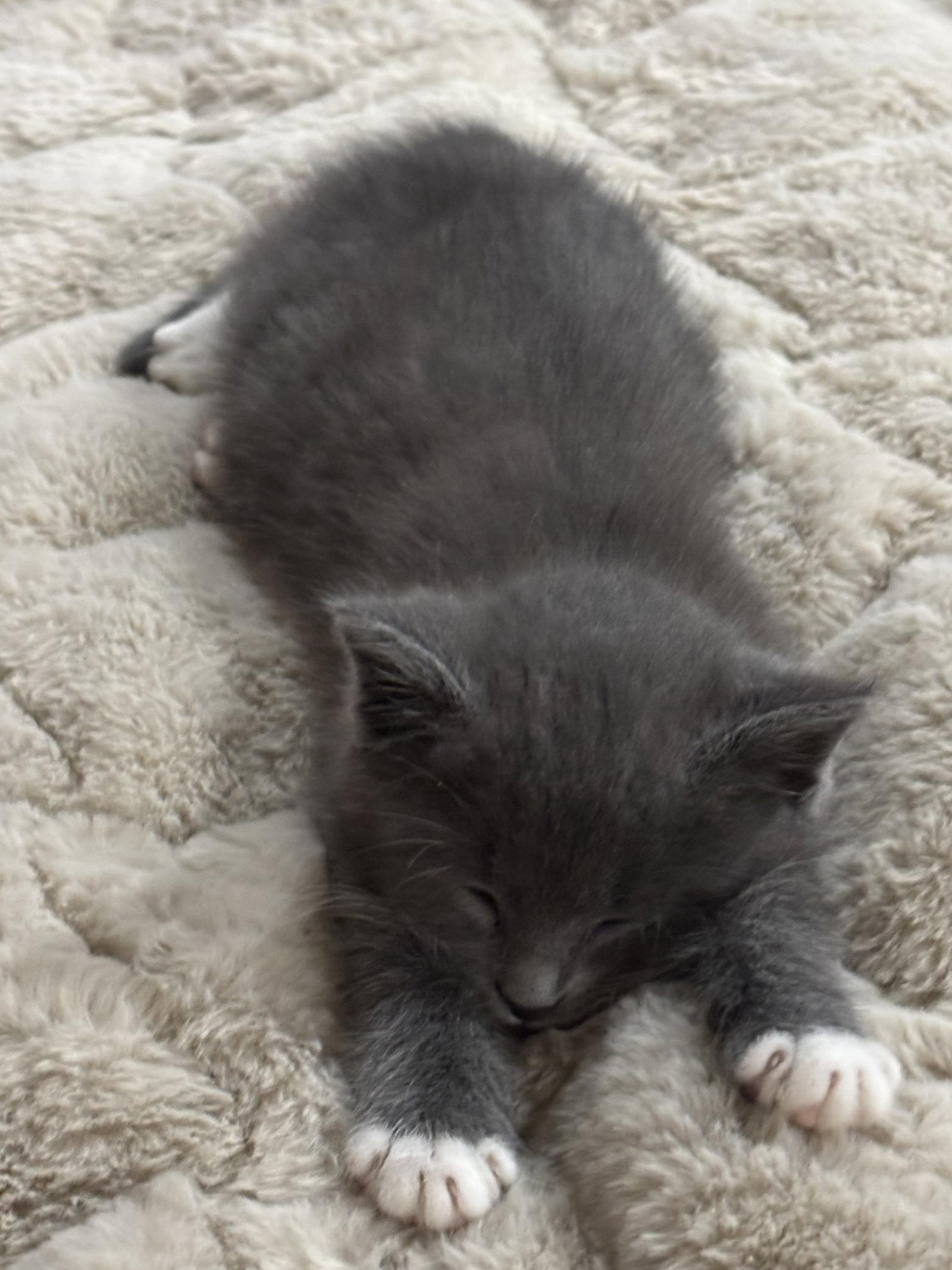 Muffin, Adoptable, Kitten Female Domestic Short Hair.