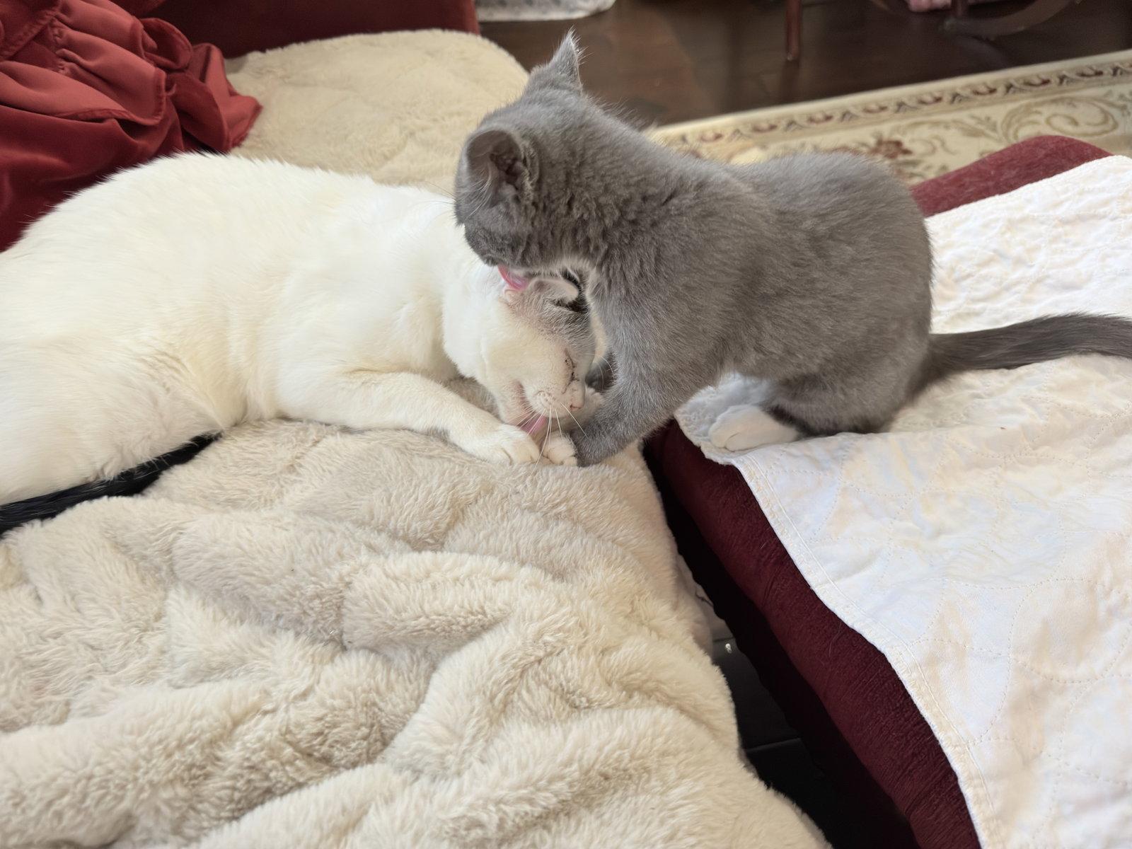 Muffin, a Adoptable Domestic Short Hair in McKinney, TX image 2/3