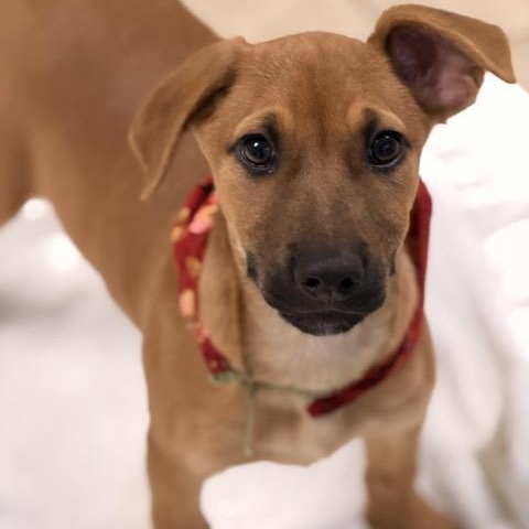 Enlarge Rhiannon, a Adoptable mixed breed in Sparta, NJ image 2/6