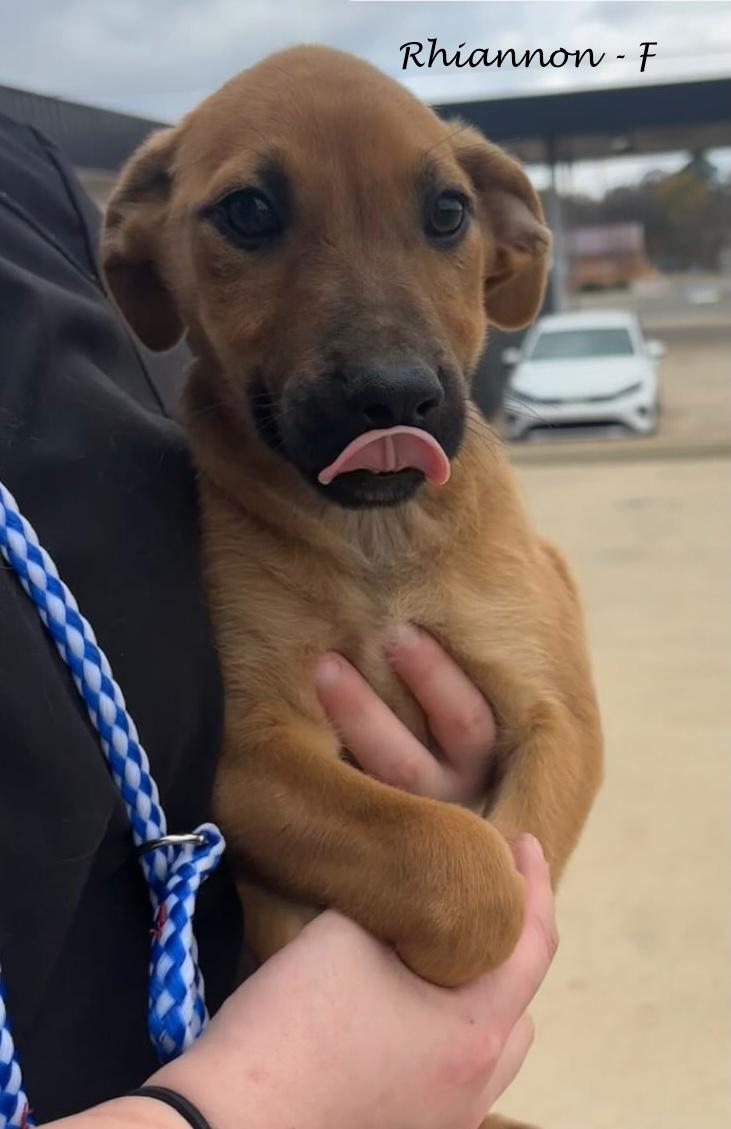 Enlarge Rhiannon, a Adoptable mixed breed in Sparta, NJ image 6/6