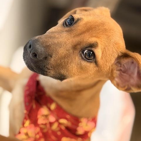 Enlarge Rhiannon, a Adoptable mixed breed in Sparta, NJ image 3/6