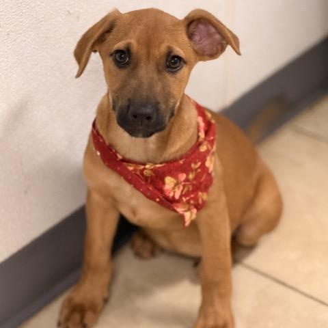 Enlarge Rhiannon, a Adoptable mixed breed in Sparta, NJ image 1/6