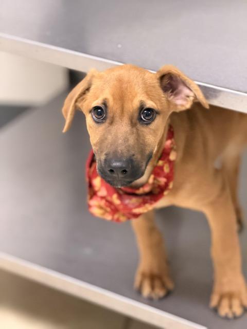 Enlarge Rhiannon, a Adoptable mixed breed in Sparta, NJ image 4/6