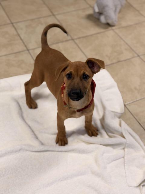 Enlarge Rhiannon, a Adoptable mixed breed in Sparta, NJ image 5/6