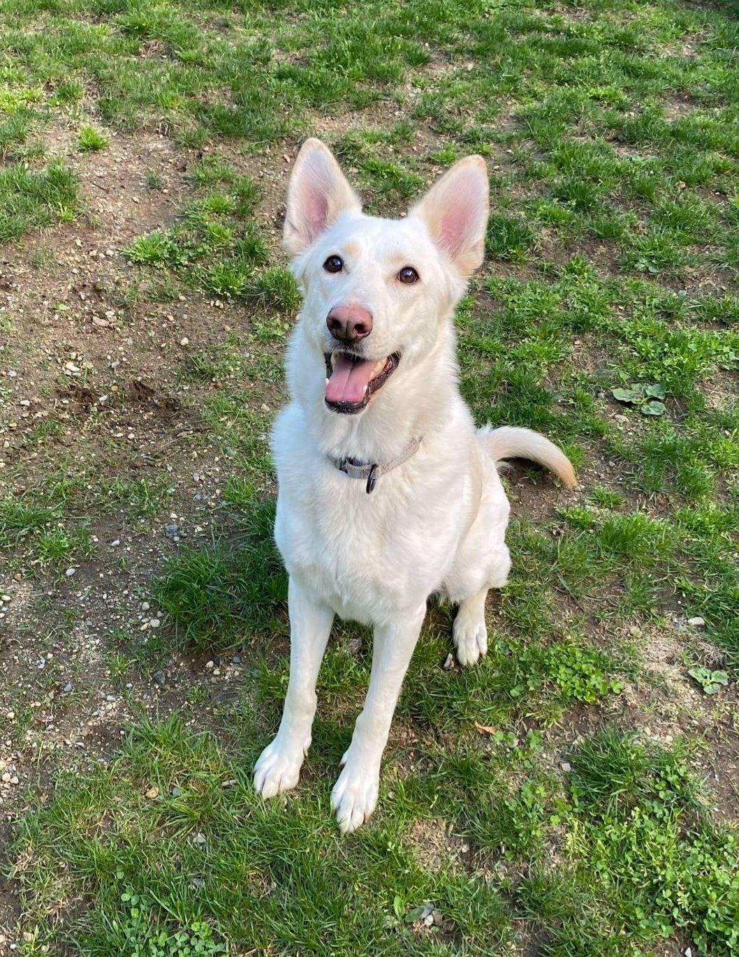 Enlarge Coco, a Adoptable White German Shepherd in Clinton, MA image 1/3