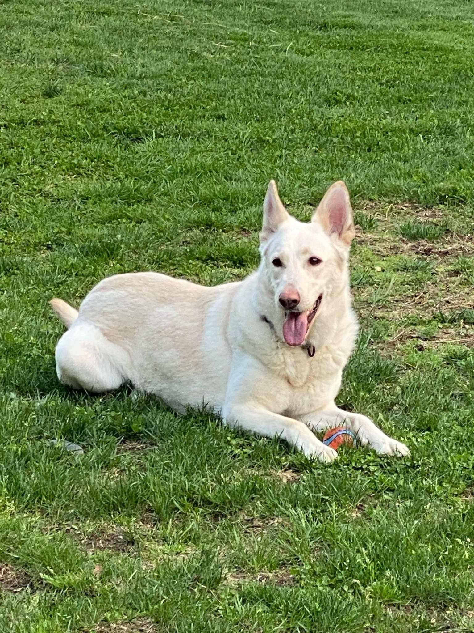Enlarge Coco, a Adoptable White German Shepherd in Clinton, MA image 2/3