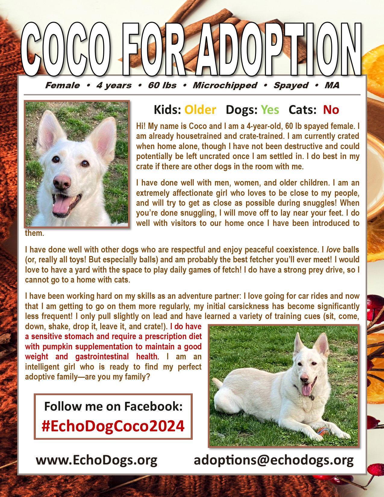 Enlarge Coco, a Adoptable White German Shepherd in Clinton, MA image 3/3