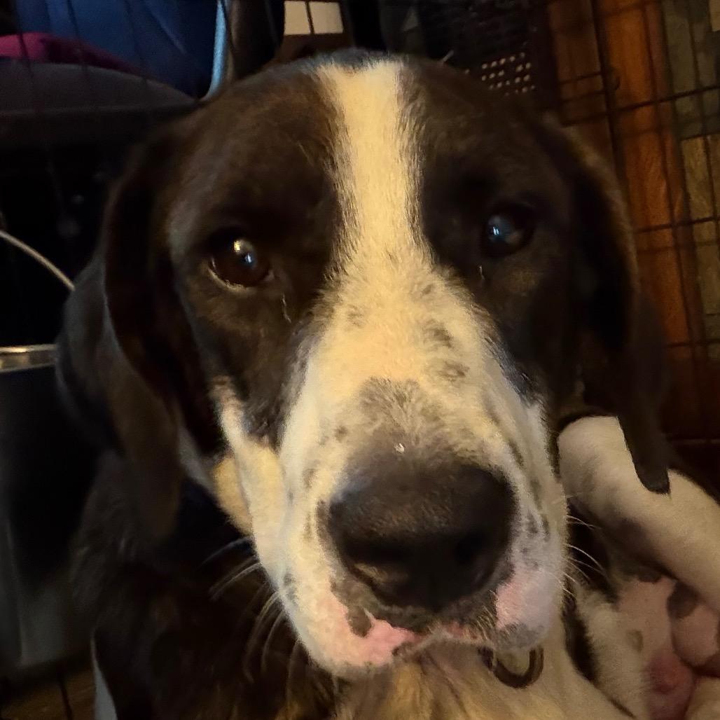 Enlarge Mary Puppins, a Adoptable Hound in Greenfield, IN image 1/1