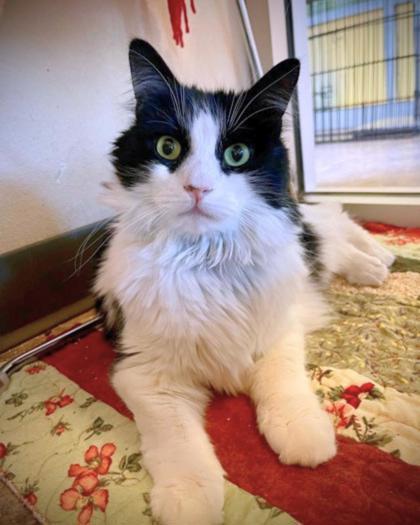 Enlarge Story, a ADOPTABLE Domestic Long Hair in Missoula, MT image 2/2