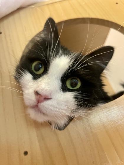 Enlarge Story, a ADOPTABLE Domestic Long Hair in Missoula, MT image 1/2