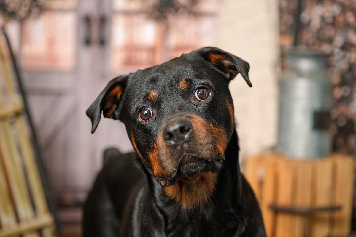 Pumpkin, ADOPTABLE, Young Female Rottweiler.