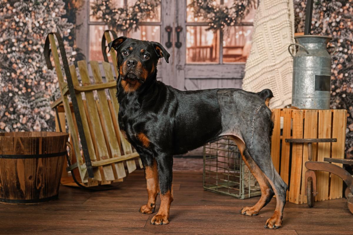 Enlarge Pumpkin, a ADOPTABLE Rottweiler in Atlanta, GA image 2/5