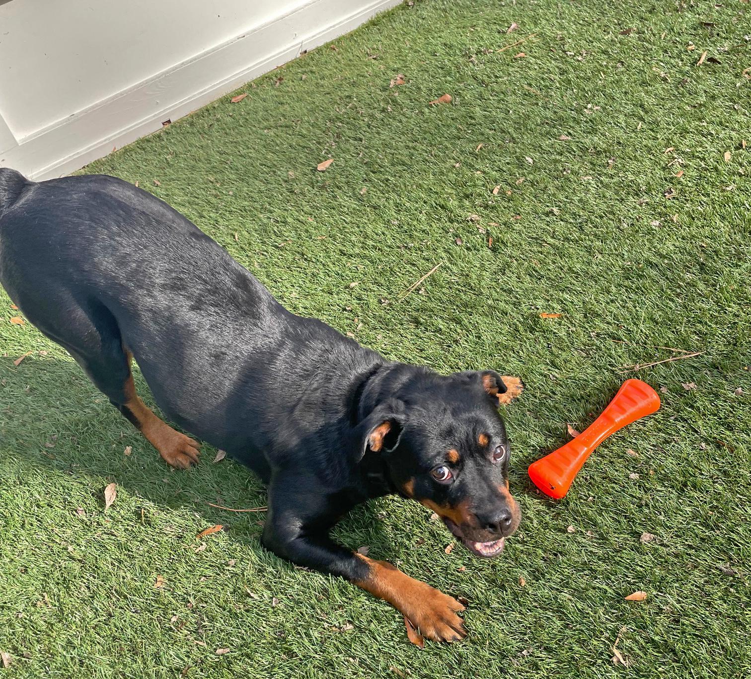 Enlarge Pumpkin, a ADOPTABLE Rottweiler in Atlanta, GA image 3/5