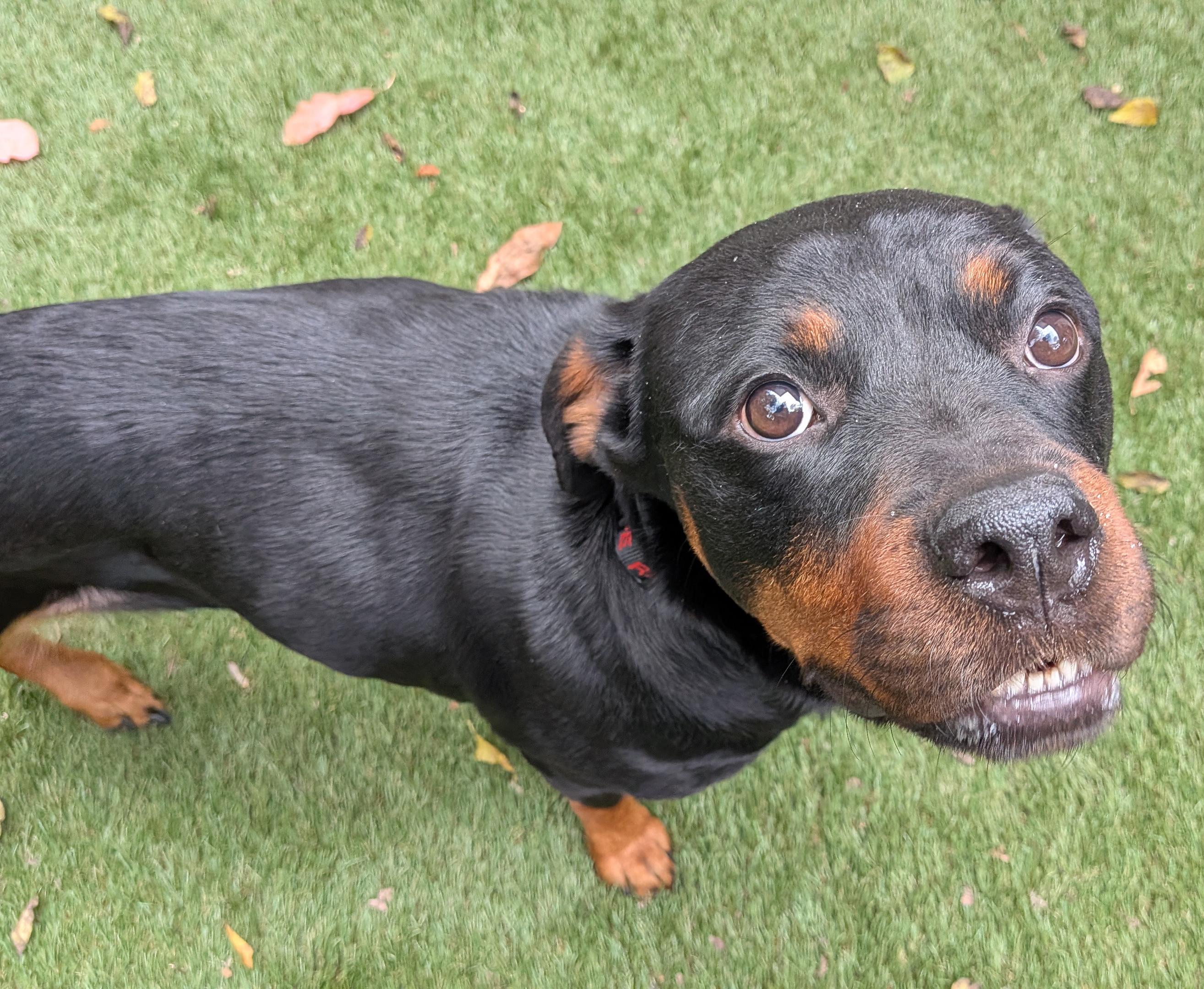 Enlarge Pumpkin, a ADOPTABLE Rottweiler in Atlanta, GA image 4/5