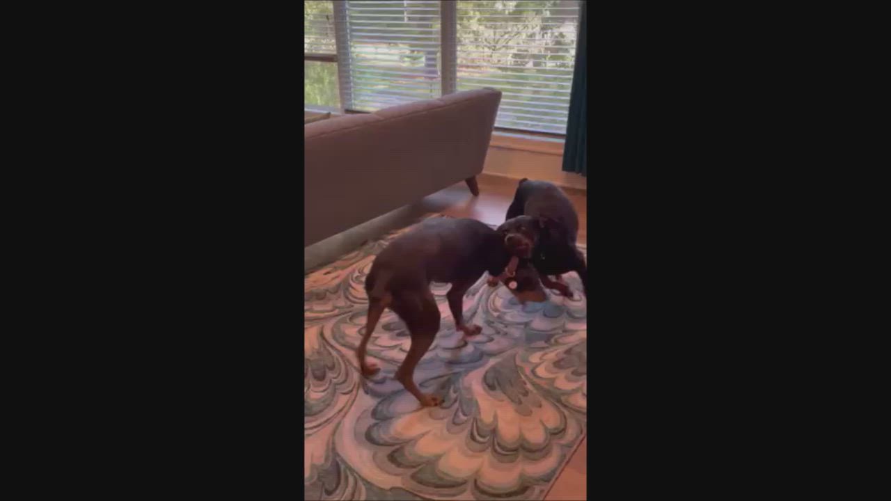 Enlarge Pumpkin, a ADOPTABLE Rottweiler in Atlanta, GA video 5/5