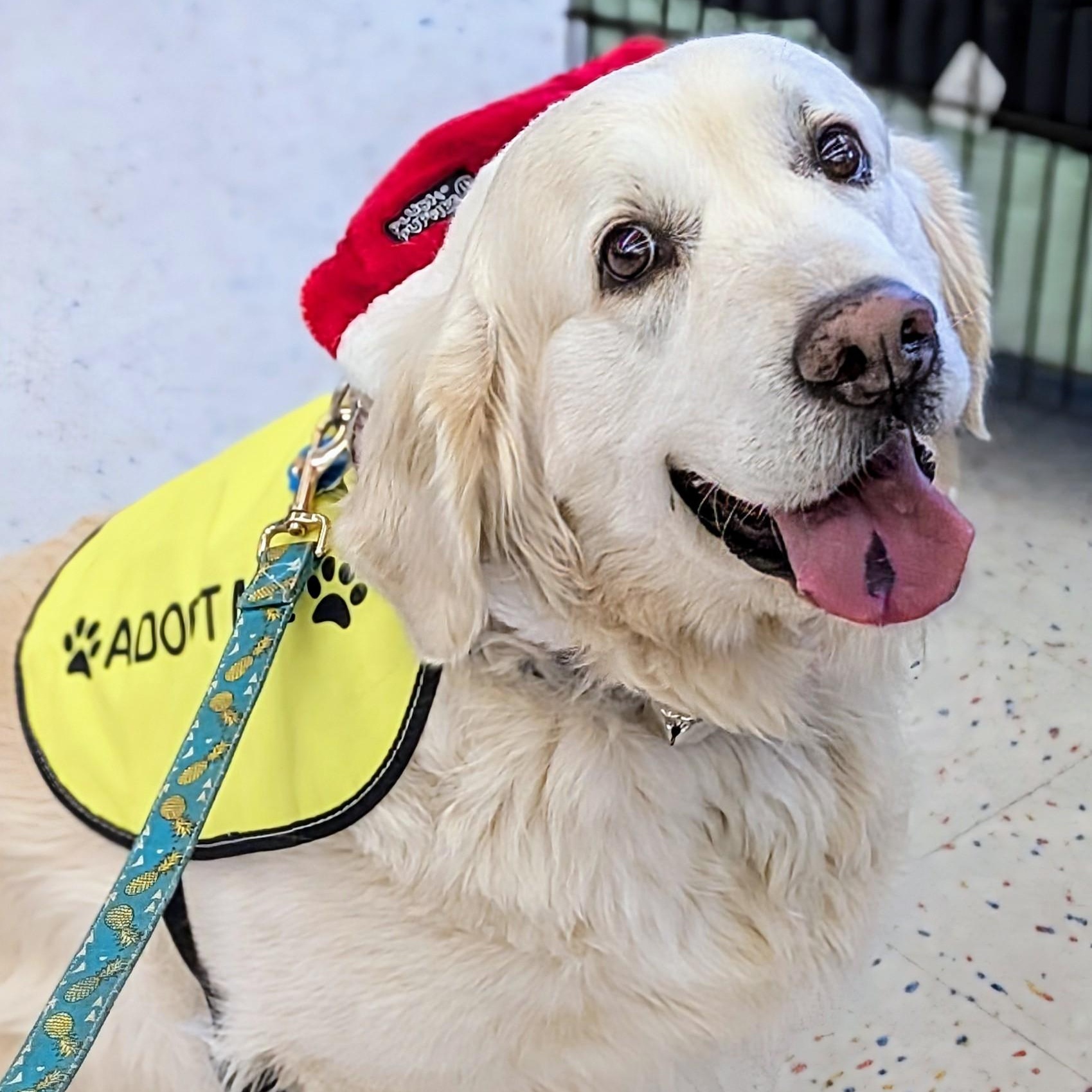 Winter, adopted, Adult Female Golden Retriever.